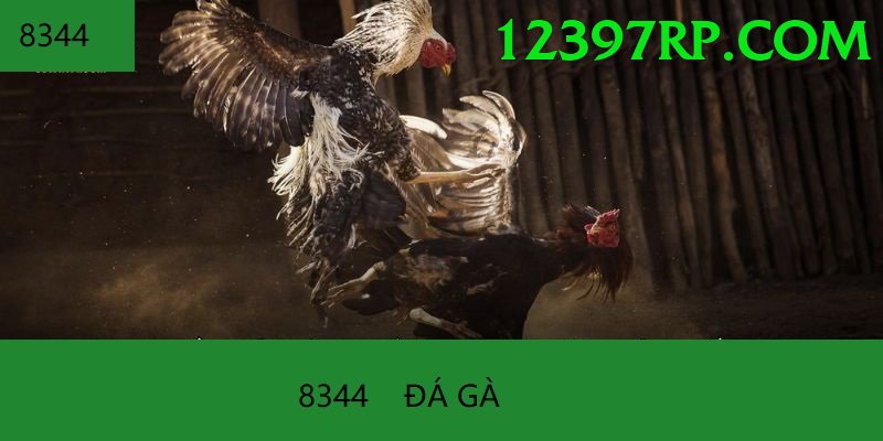 Đá Gà Trực Tiếp - Trải nghiệm tuyệt vời